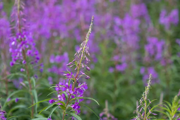 Mooie Paarse Bloemen Tuin — Stockfoto