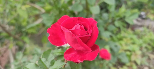 Schöne Rote Rose Garten — Stockfoto