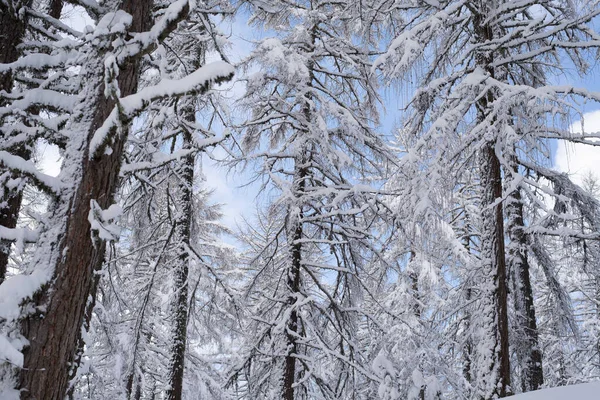 Winterwald Mit Schneebedeckten Bäumen — Stockfoto