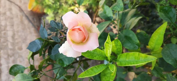 Hermosas Rosas Jardín — Foto de Stock