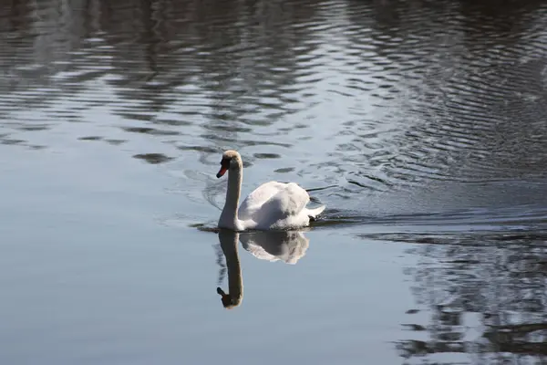 Cisne Blanco Lago — Foto de Stock