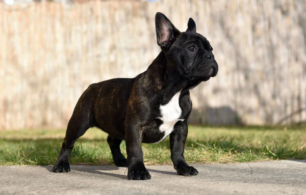 Zwarte Hond Straat — Stockfoto