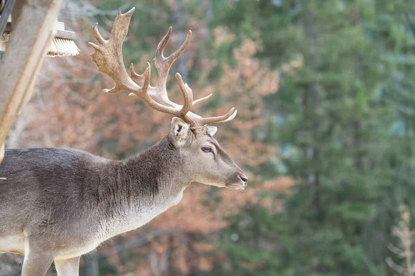 Primo Piano Cervo Una Foresta — Foto Stock