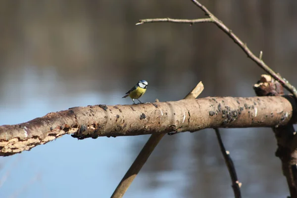 Ormandaki Bir Ağacın Dalında Bir Kuş Oturuyor — Stok fotoğraf