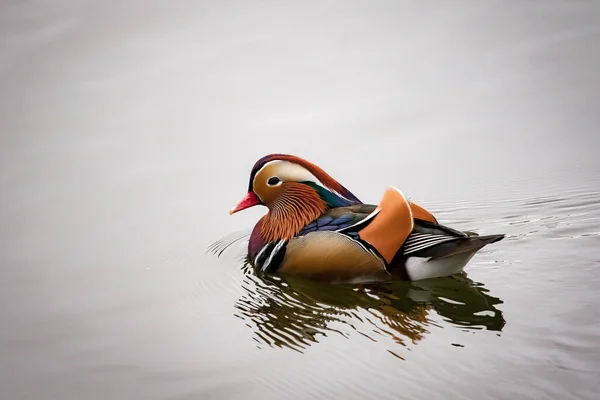 Красивая Птица Озере — стоковое фото