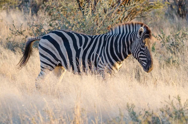 Close Zebras Reserva Natureza Selvagem — Fotografia de Stock