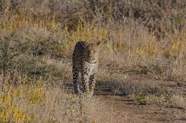 Leopard Kruger Nationalpark Sydafrika — Stockfoto