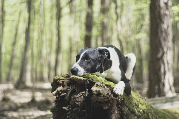 Kutya Erdőben — Stock Fotó