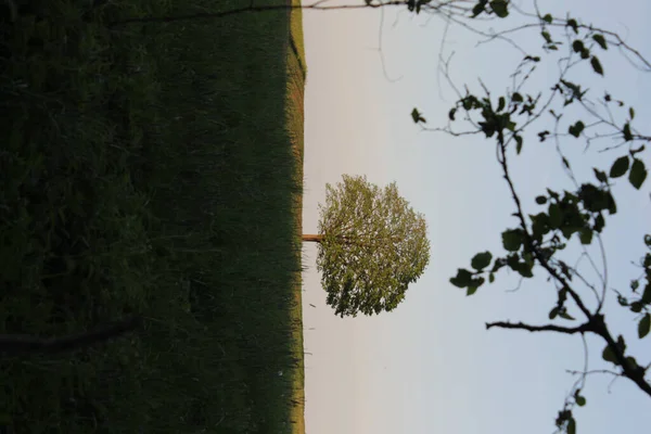 Prachtig Uitzicht Het Bos — Stockfoto