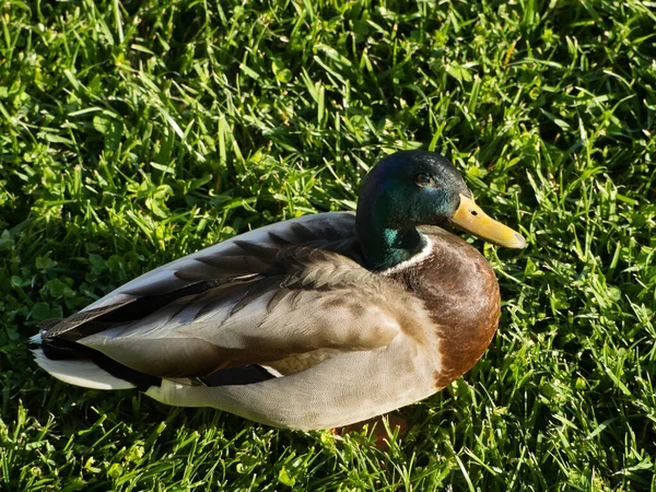 Duck Lake — Stock Photo, Image