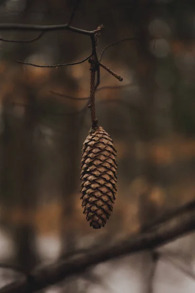 Cône Pin Sur Fond Arbre — Photo