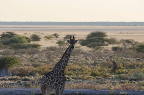 长颈鹿在肯亚的草原上 — 图库照片