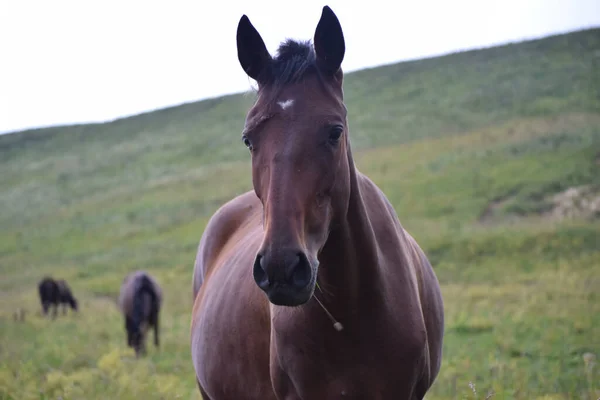 Prachtig Paard Weide — Stockfoto