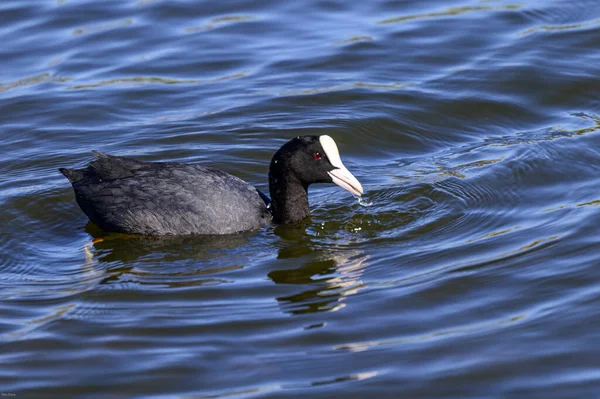 Oiseau Dans Eau Sur Fond Nature — Photo