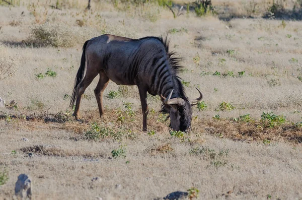Černá Bílá Zebra Savaně Keňské — Stock fotografie