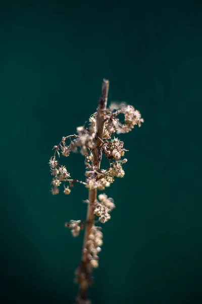 Krásný Botanický Záběr Přírodní Tapety — Stock fotografie