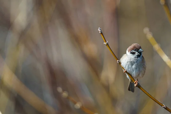 Vogel Auf Einem Ast Eines Baumes Auf Naturhintergrund — Stockfoto