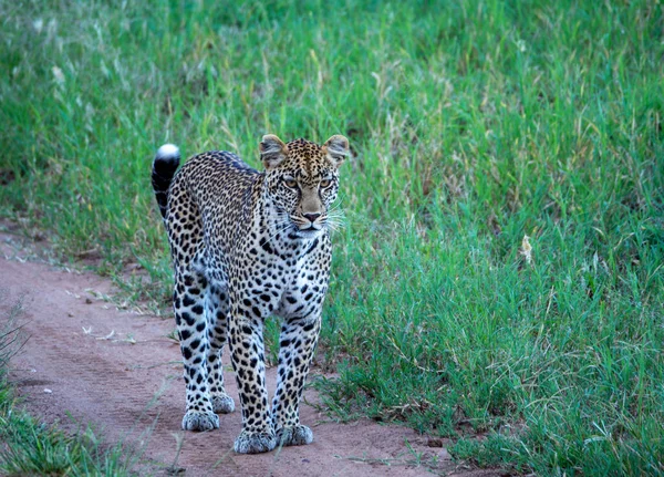 Una Hermosa Toma Leopardo — Foto de Stock