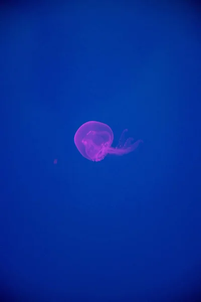 Medúzy Moři — Stock fotografie