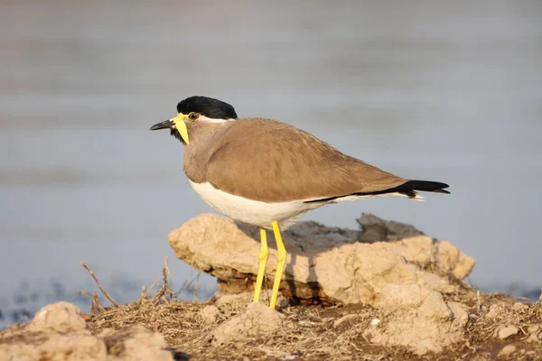 Ein Vogel Strand — Stockfoto