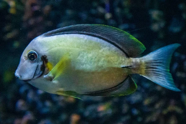 Schöne Tropische Fische Aquarium — Stockfoto