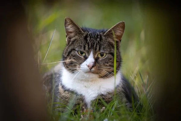 Katze Gras Auf Naturhintergrund — Stockfoto