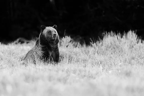 Дикий Ведмідь Фоні Природи — стокове фото