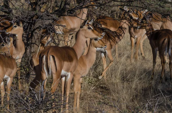 Groupe Animaux Sauvages Dans Savane Kenya — Photo