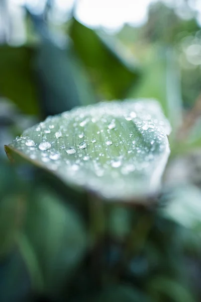 Zielone Liście Flora Przyroda — Zdjęcie stockowe