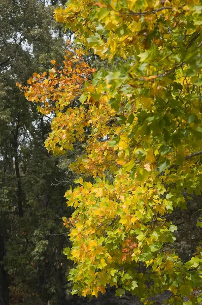 Herbst Blätter Herbst Jahreszeit Flora — Stockfoto