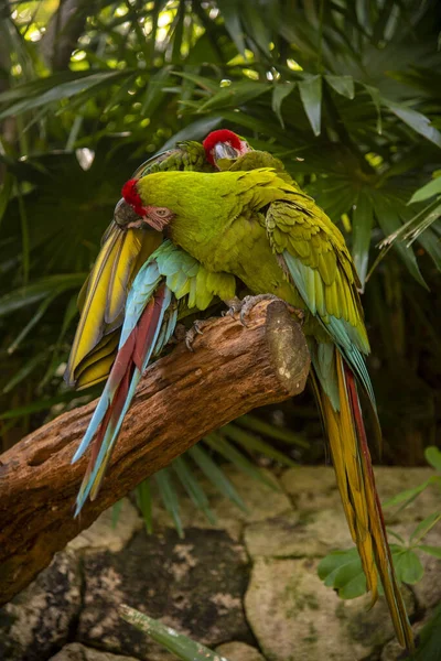Närbild Macaw Fågel — Stockfoto