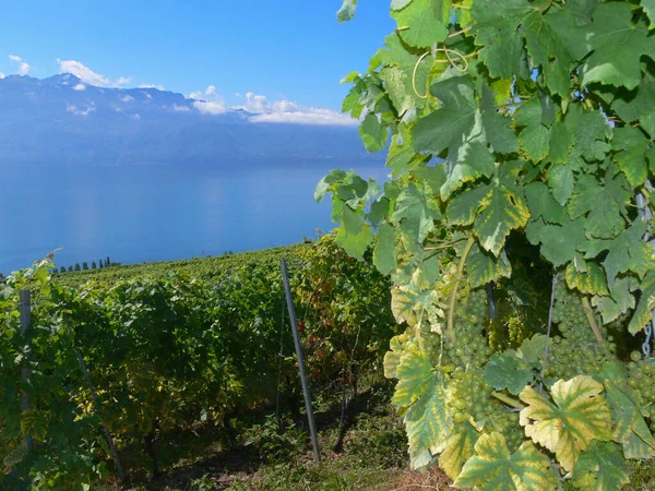 Viñedo Las Montañas — Foto de Stock