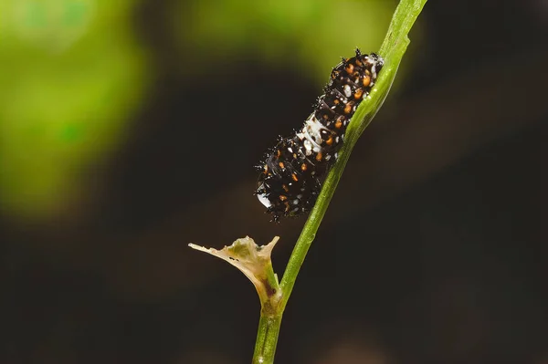 Közelkép Bug Vad Természet — Stock Fotó