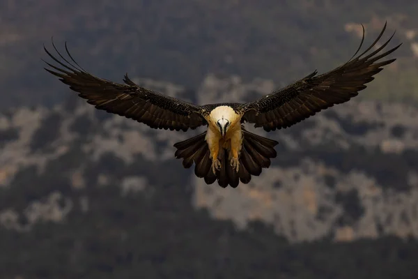 Eagle Flying Sky — Stock Photo, Image