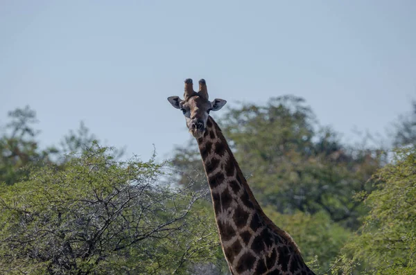 Vue Girafe Savane — Photo