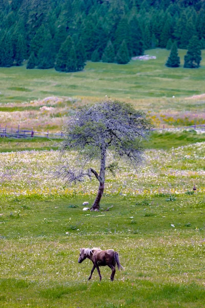 Uma Bela Vista Uma Cabra Montesa Pastando Prado — Fotografia de Stock