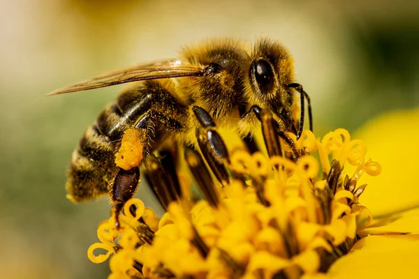 Méhecske Virág Közelről — Stock Fotó
