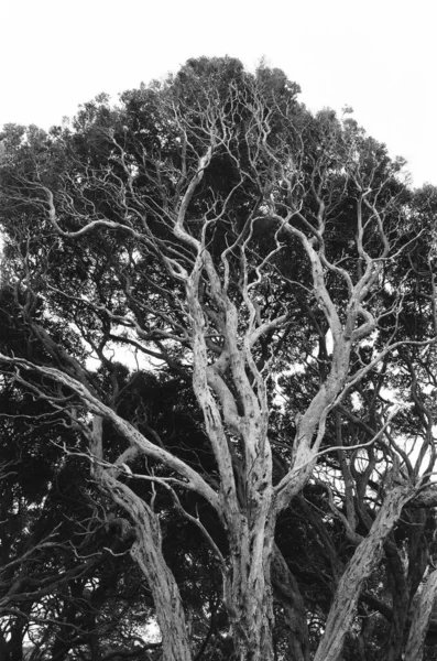 Black White Photo Tree — Stock Photo, Image