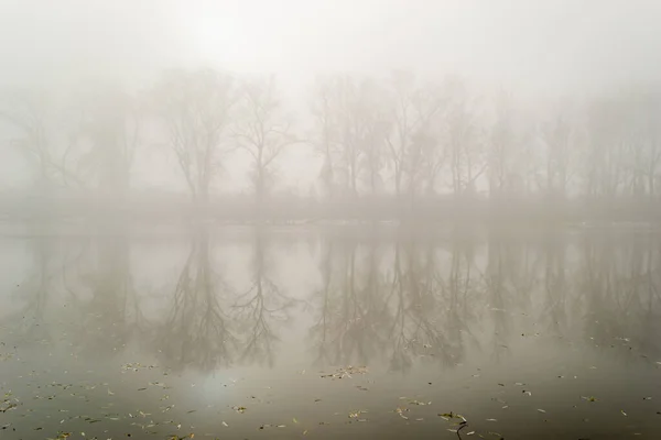 Туманный Утренний Туман Лесу — стоковое фото