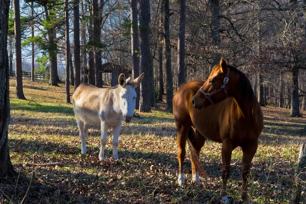 Uma Manada Cavalos Floresta — Fotografia de Stock