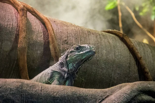 Iguana Sur Plage — Photo