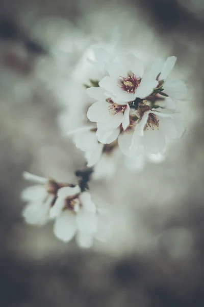 Belles Fleurs Printanières Dans Jardin — Photo