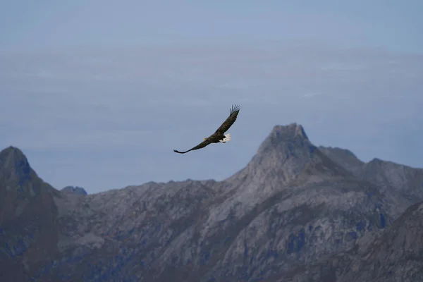 Une Belle Vue Sur Oiseau Dans Les Montagnes — Photo