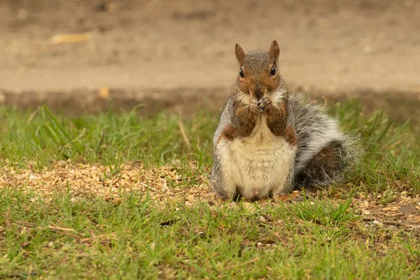 Ein Rotes Eichhörnchen Sitzt Auf Einem Gras — Stockfoto