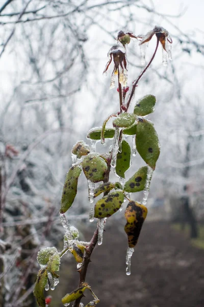 Una Rama Árbol Con Una Nieve Blanca — Foto de Stock