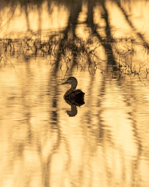 Hermoso Pájaro Lago — Foto de Stock