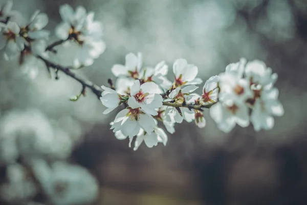 Beautiful White Flowers Blurred Background Spring Day — Stock Photo, Image