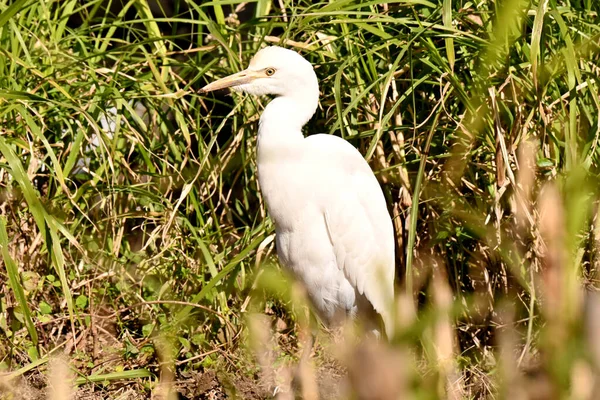 Hermoso Pájaro Salvaje Hábitat Natural —  Fotos de Stock