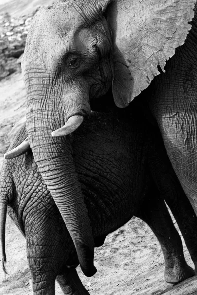 Африканський Слон Національному Парку Крюгер Південна Африка — стокове фото