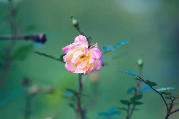 Mooie Roze Bloem Tuin — Stockfoto